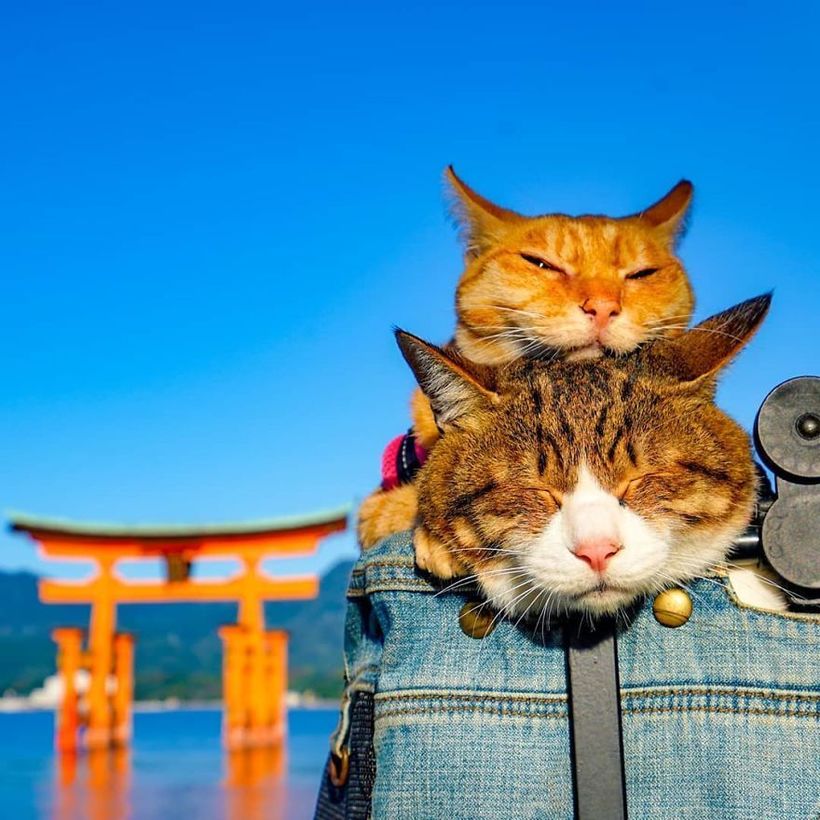 Японец отправился путешествовать по стране с двумя котами, и его Инстаграм идеален туризм,турист