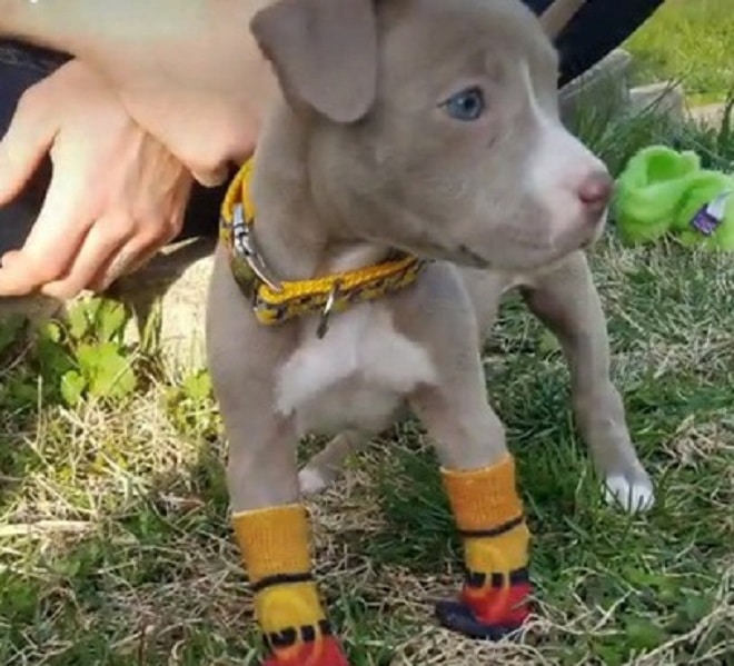 Щенок в обуви