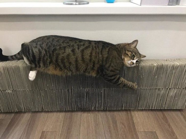 26 животных, чьи фото нужно смотреть два раза в день для настроения 26 животных, чьи фото нужно смотреть два раза в день для настроения животные