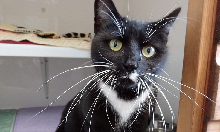 Русские пословицы о мурчащих кошка, кошке, кошек, кошки, любили, Великий, пост Борода, честь, есть Отольются, мышкины, слёзки Живут, собакой Отчего, гладок, бок Покупать, мешке Кот, пляс Зарекалась, серы Кошку, лазить Ночью, против, шерсти