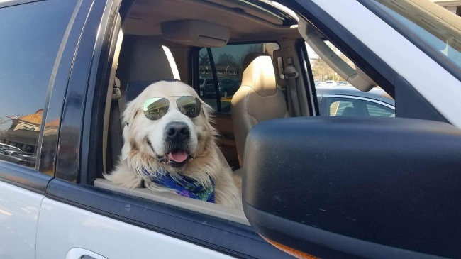 25 животных, которые плевали на эти ваши правила 