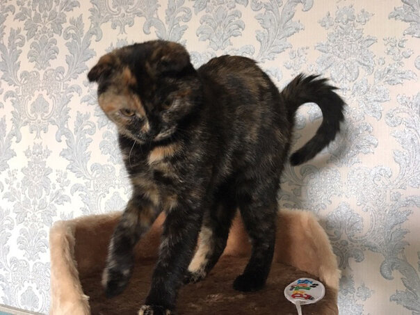 Пробуждение)