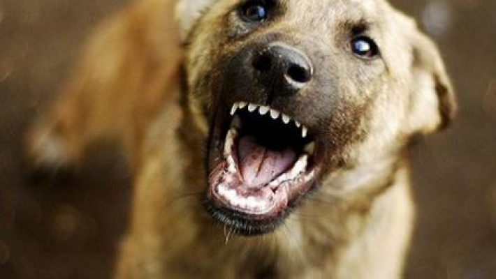 Бродячие собаки: как не дать себя укусить выживание,псы,самооборона,Собаки,стая,Тренинг