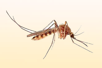 Аллергия на комариные укусы комаров, которые, может, укусы, поэтому, только, могут, особенно, насекомым, укусов, пациента, реакции, здоровья, людей, других, чувствительности, Однако, однако, признаки, наблюдается