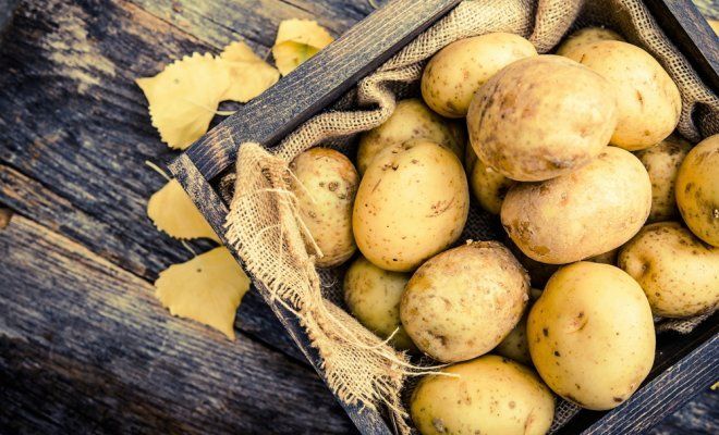 Как получить два урожая молодой картошки в средней полосе картофель