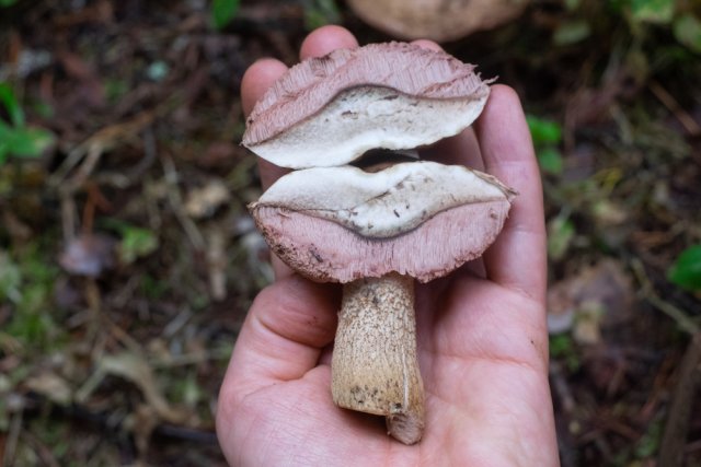 Вкусный или опасный? Ядовитые трубчатые грибы, которые растут у нас грибов, может, гриба, этого, части, шляпки, диаметре, также, трубчатых, лесах, можно, ножка, желчного, слегка, после, боровик, другие, цвета, который, выпуклая