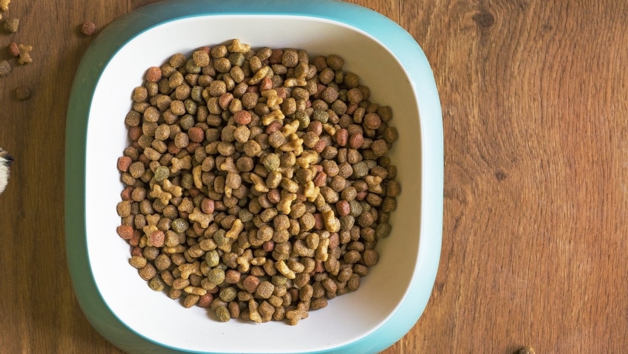 Пропавшего во время ДТП кота нашли в аэропорту Магадана