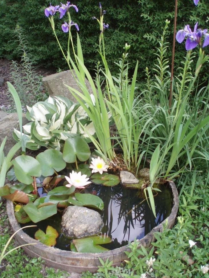 Удивительные идеи мини-пруда для небольшого сада или террасы зеленью, водяными, лилиями, камнями, растениями, травами, пруда, вазон, сделать, контейнер, использовать, водными, запоминающаяся, галькой, немного, вазона, качестве, украшение, зелени, можете