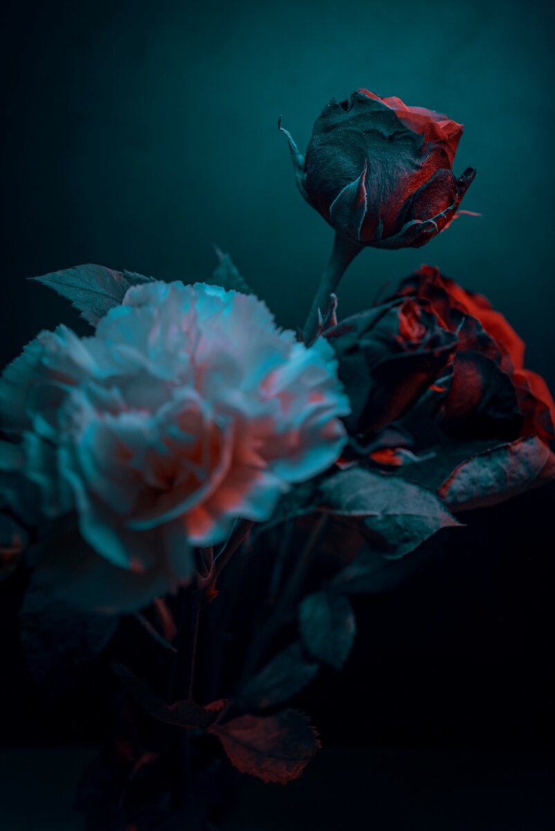 © Jonas Strandberg (Швеция) «Розы в свете».
Шорт-лист в категории «Предмет» | Sony World Photography Awards 2022