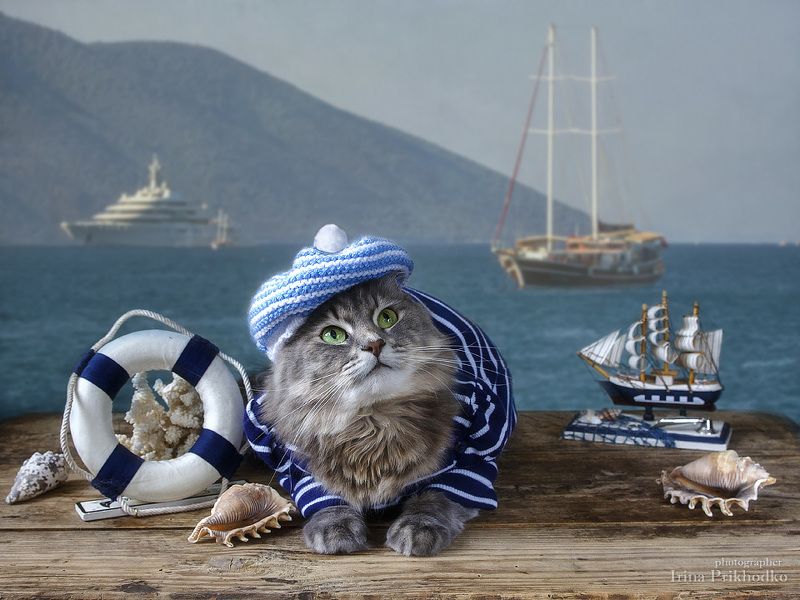 Сидела кошечка в окошке, встречала теплую весну. Натюрморты Ирины Приходько Фотография