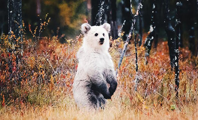 В объектив фотоловушки в лесу случайно попал странный медведь, не похожий на своих сородичей. Видео