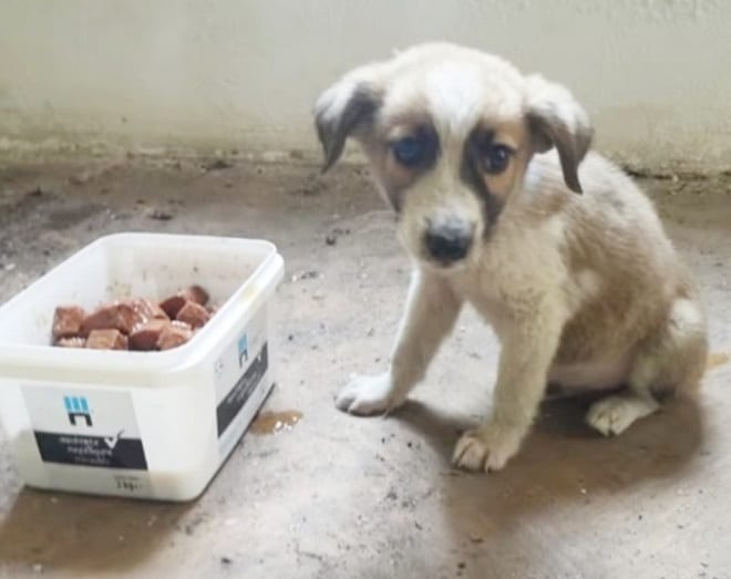 Щенок сидит