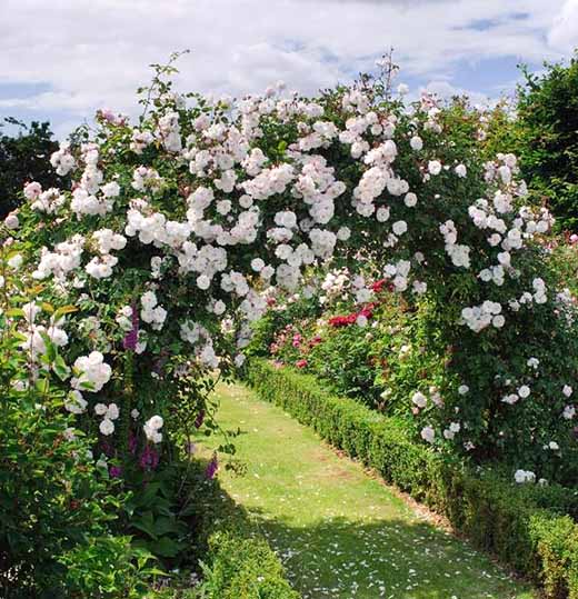 Плетистая роза правильный уход: 35 садовых арок из роз стеблей, куста, стебель, плетистой, цветов, когда, стороны, правильно, часть, чтобы, опоры, решетку, растение, только, сможете, стебли, побеги, верхушке, которые, другу