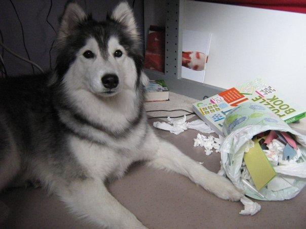 Хаски, воспитанный кошками