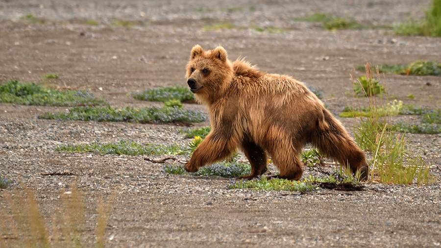 В ЕАО местного жителя загрыз медведь