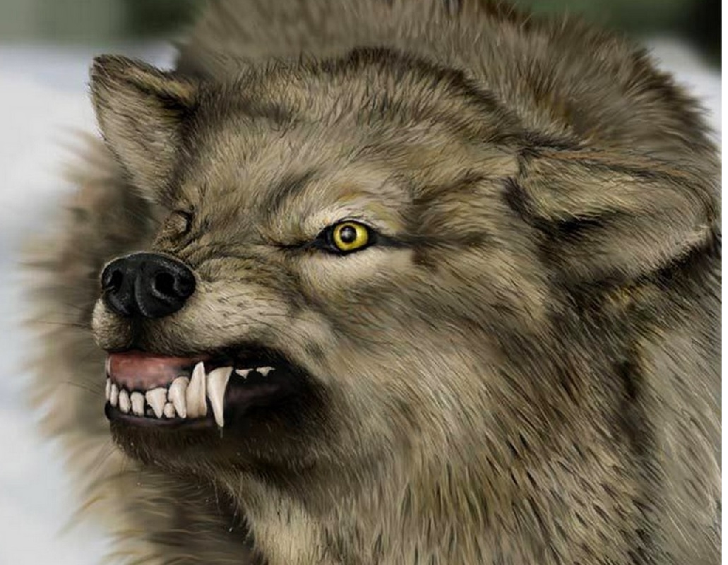 Злой волк фото на аватарку на ватсап