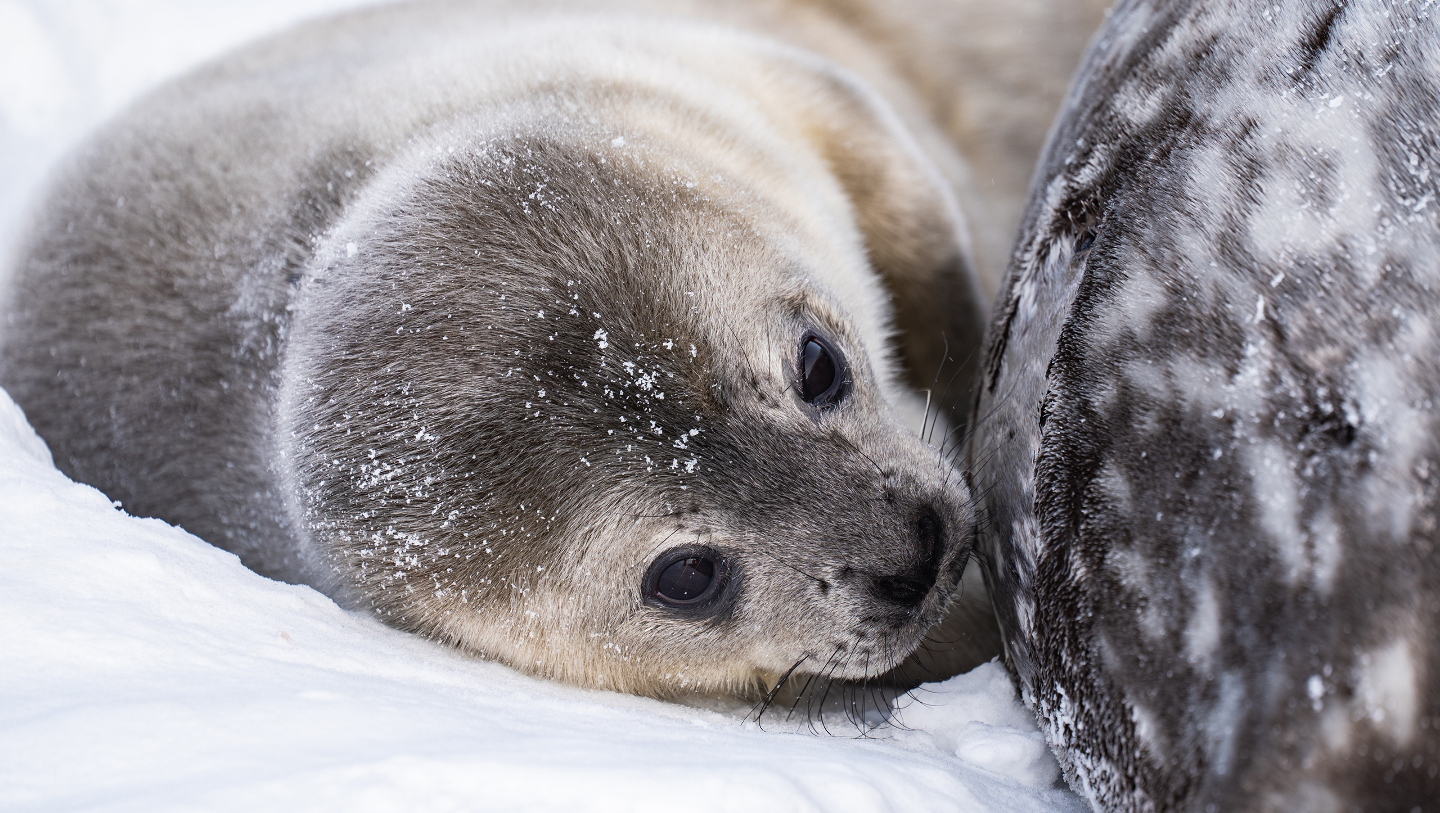 Байкальская нерпа: как живет эндемик  самого глубокого озера в мире нерпы, нерпа, байкальская, жизни, ласты, когтями, которые, может, животного, живут, время, нерпаФото, служат, точно, месяца, Байкала, довольно, байкальской, который, особей