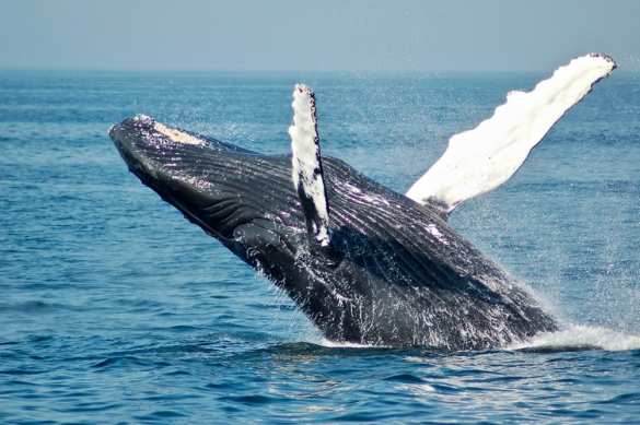 «Он был не очень рад»: украинцы разбудили кита в Антарктиде (ФОТО, ВИДЕО) | Русская весна