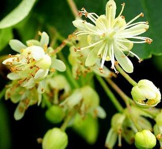 Цветы  липы. Источник: budgetstories.ru