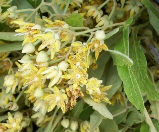 Липа маньчжурская. Источник: https://agrostory.com/