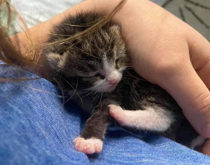 Без кота и жизнь не та