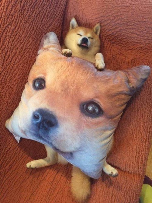 Фотоприколы с животными, которые поднимут настроение Фотоприколы с животными, которые поднимут настроение mir-interes.info