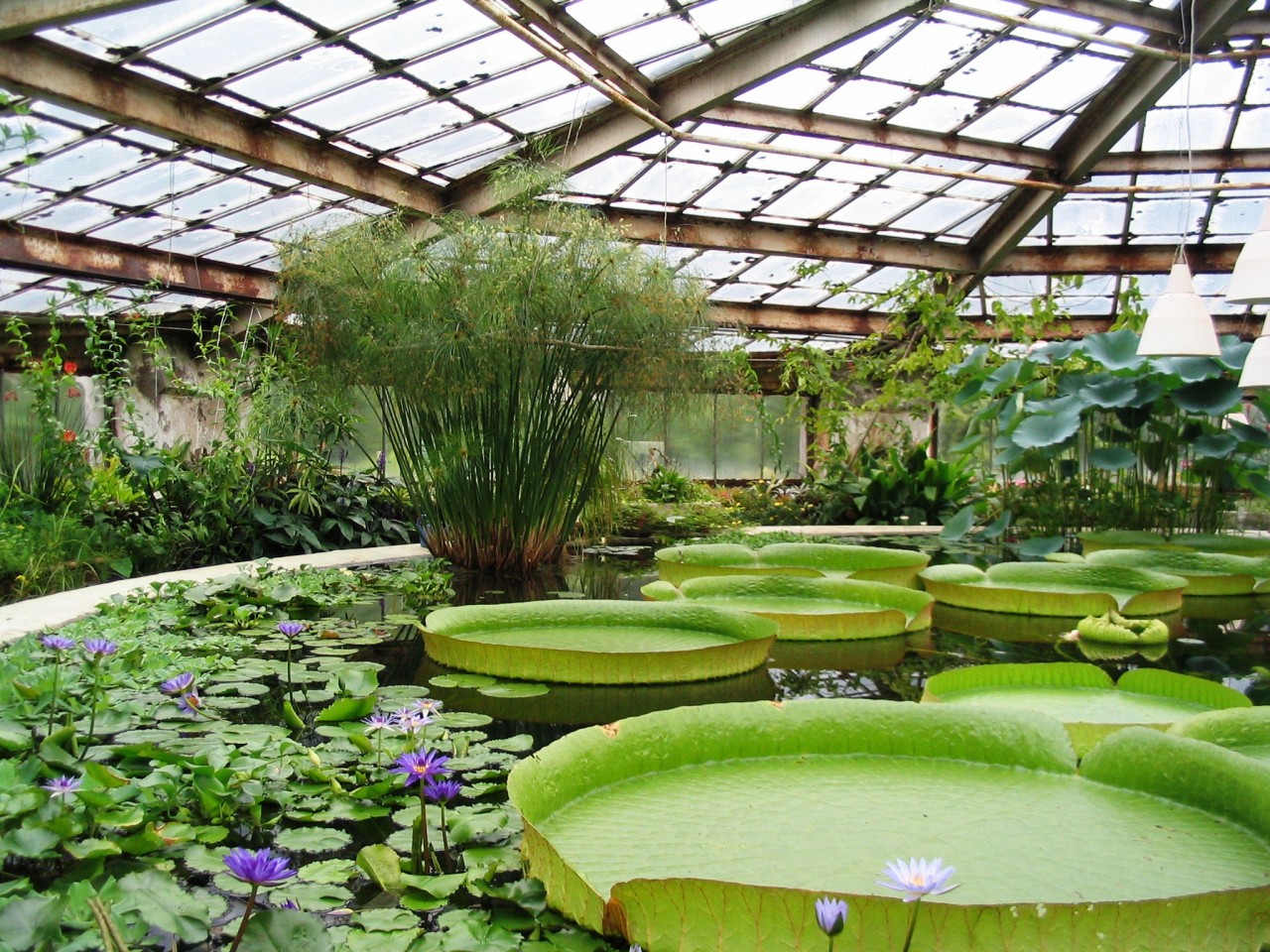 ботанический сад санкт петербург субтропический маршрут