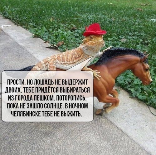 Весёлые фотомемы дня Весёлые фотомемы дня