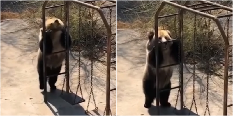 Медведица в Китае станцевала зажигательный танец и стала знаменитостью в сети  видео, животные, китай, медведица, танец, юмор