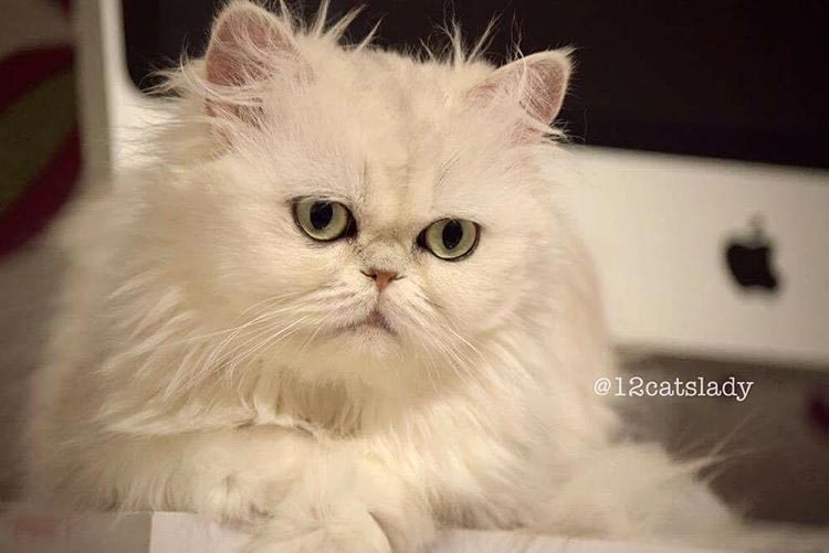 12 очаровательных персидских кошек