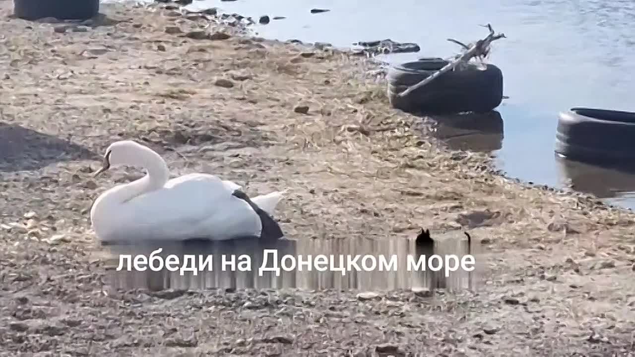 Video: Видео от Донецкая группа новостей|Донецк.ДНР