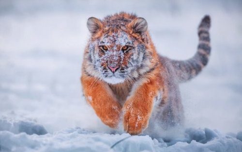 Планета зимы Какая, красота, чистота, кажется, передает, хрустящий, морозный, воздух, который, осторожно, нарушает, царящую, вокруг, снежную, красоту            