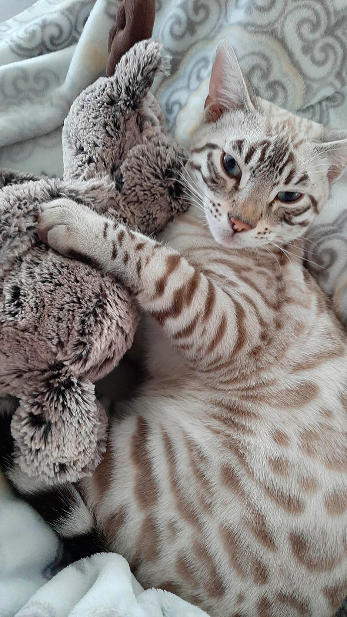 Без кота и жизнь не та