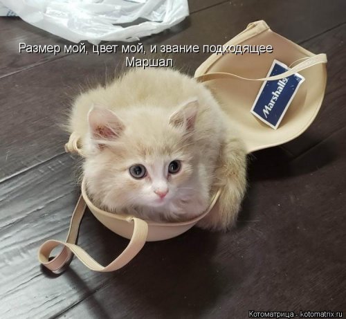 Лучшая котоматрица недели  смешные картинки