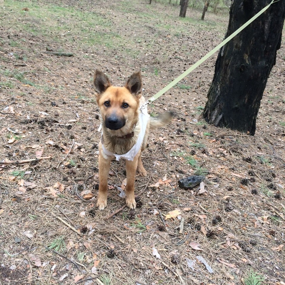 собака на прогулке