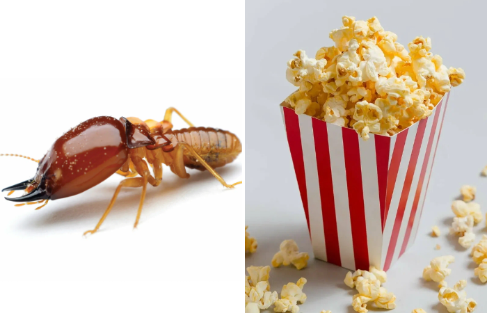 Красный пищевой краситель делают из жуков: 12 фактов о еде, которые точно удивят блюда,еда,факты