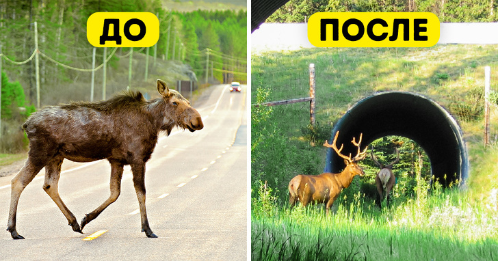 Во многих странах принято строить дорожные переходы для животных Во многих странах принято строить дорожные переходы для животных животные