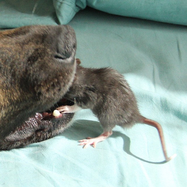 rat-dog-7