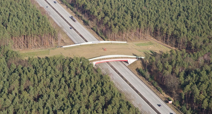 Во многих странах принято строить дорожные переходы для животных Во многих странах принято строить дорожные переходы для животных животные
