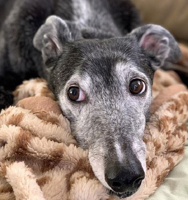 «Она не сможет ходить» — сказали врачи плачущей хозяйке, но собака оказалась сильней мрачных прогнозов «Она не сможет ходить» — сказали врачи плачущей хозяйке, но собака оказалась сильней мрачных прогнозов истории из жизни