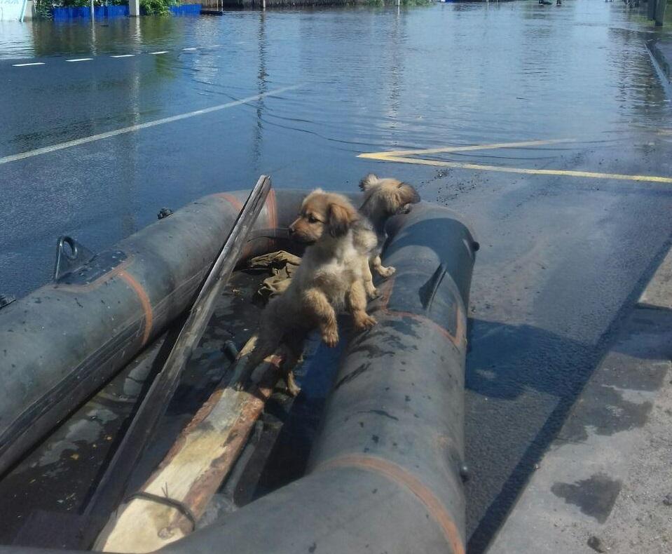 Собака спасает кошку. Спасение животных в половодье. Спасение животных в наводнение. Паводок животные.