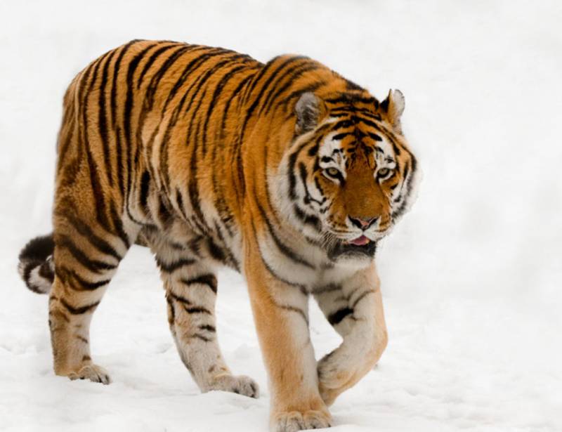 Амурский тигр: фото, описание. Сколько осталось амурских тигров в мире?