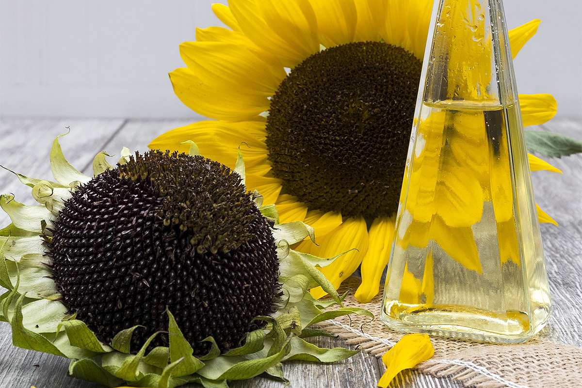 Como se hace el aceite de girasol