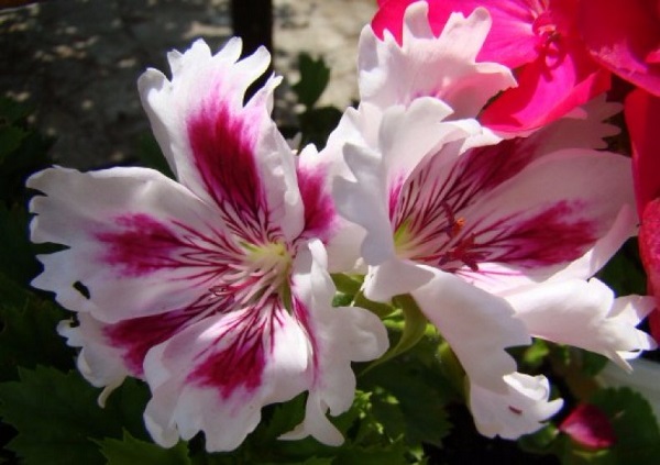 Пеларгония королевская: сорта с фото, уход в домашних условиях комнатные растения,цветоводство
