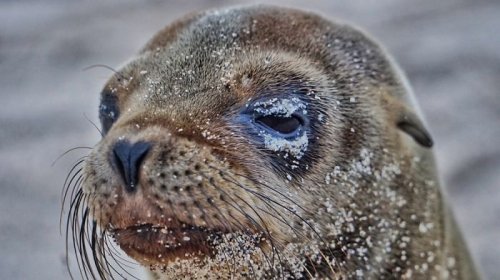 Детёныши морских львов в фотографиях Киннары Босуорт (12 фото)