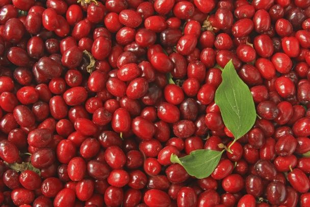 Кизил – мужская ягода кизил,лекарственные растения,свойства кизила,средства для потенции,ягоды