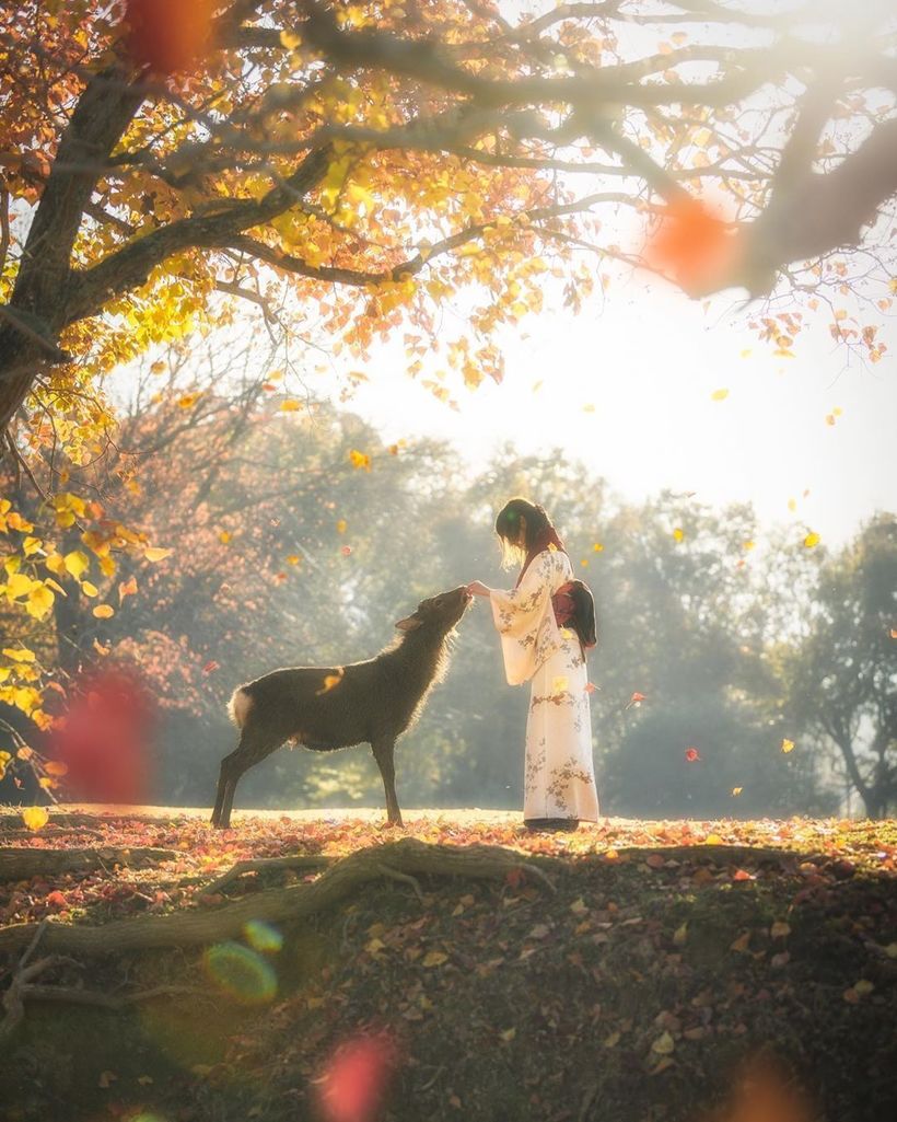 Фотограф сделал невероятные осенние снимки в Японии оленя, японском, страниц, девушка, молодая, изображена, солнцем, освещенном, киносценария, сказки, сошедшую, Рейна, будто, сцену, великолепную, увидел, когда, листву, осеннюю, снимал