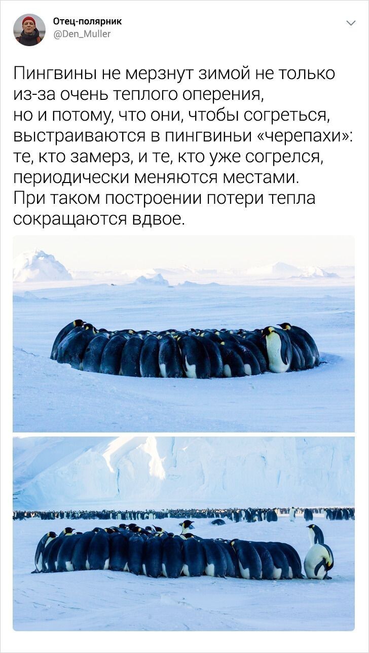Веселые записки участника антарктической экспедиции