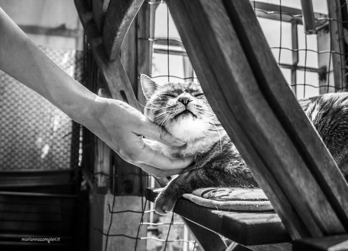 Счастливые кошки в фотографиях Marianna Zampieri Счастливые кошки