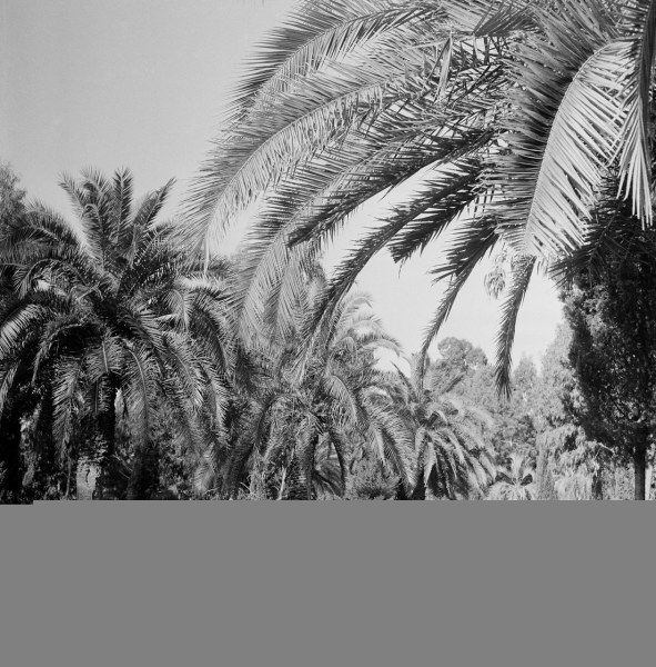 Уютный Сухуми в 1950-х годах (72 фото)